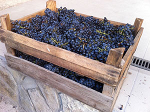 длительное хранение винограда