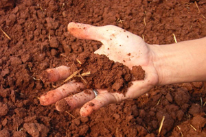 Все популярные виды почв: характеристики разновидностей и правильное выращивание культур