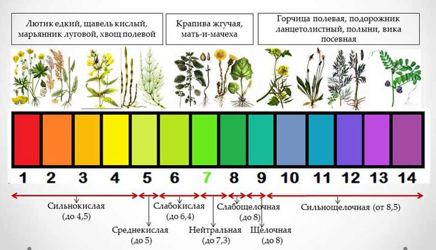 Индикаторы кислотности почвы