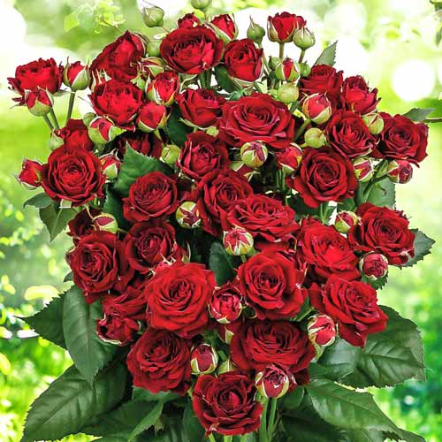 Розы Спрей Сорта Фото Описание
