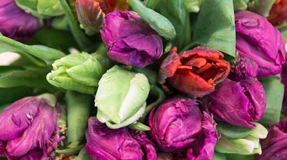 Сорта тюльпанов (66 фото): виды и их названия. Каких цветов бывают тюльпаны{q} Характеристика сортов «Веранди» и «Антарктика»