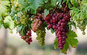 условия хранения винограда