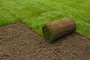 Рекомендации по подбору идеальной газонной травы