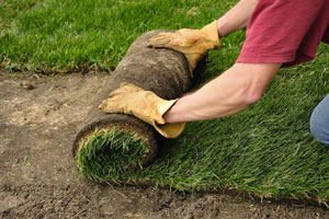 Рекомендации по подбору идеальной газонной травы