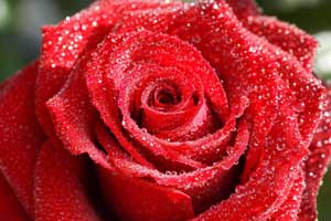 Как красиво подарить розу фото 1
